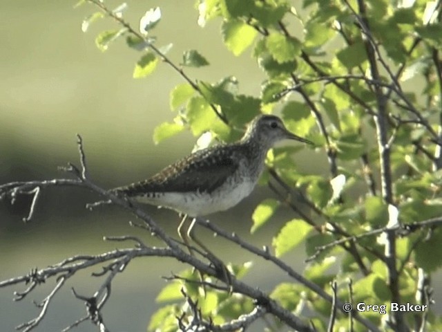 Wood Sandpiper - ML201795721