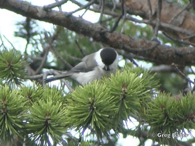 Carbonero Montano (grupo montanus) - ML201795801