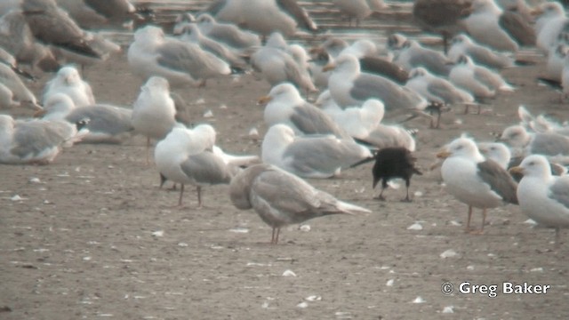 Iceland Gull (glaucoides) - ML201795871