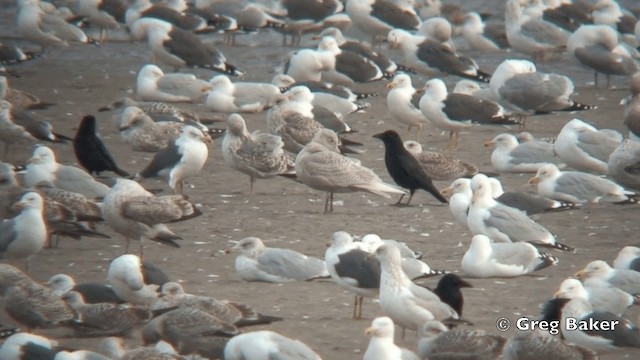 Iceland Gull (glaucoides) - ML201795881