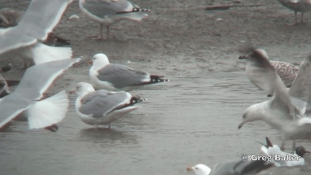 Yellow-legged Gull (michahellis) - ML201795911