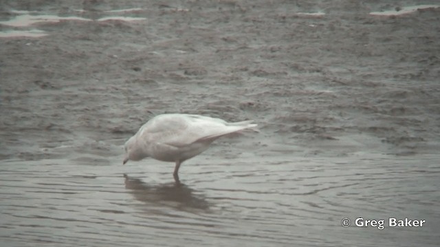 Goéland arctique (glaucoides) - ML201795921