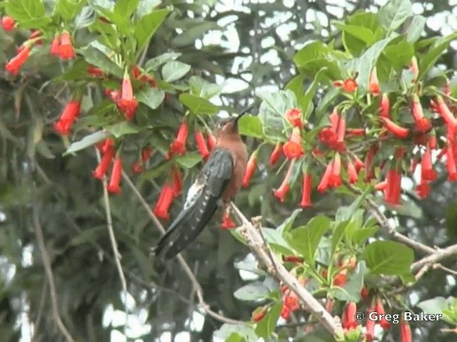 Giant Hummingbird - ML201795961