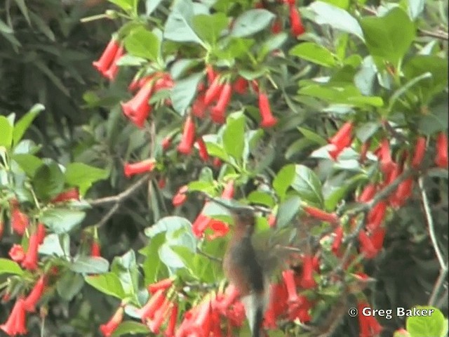 Giant Hummingbird - ML201795971