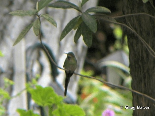 Colibrí Colilargo Mayor - ML201795991