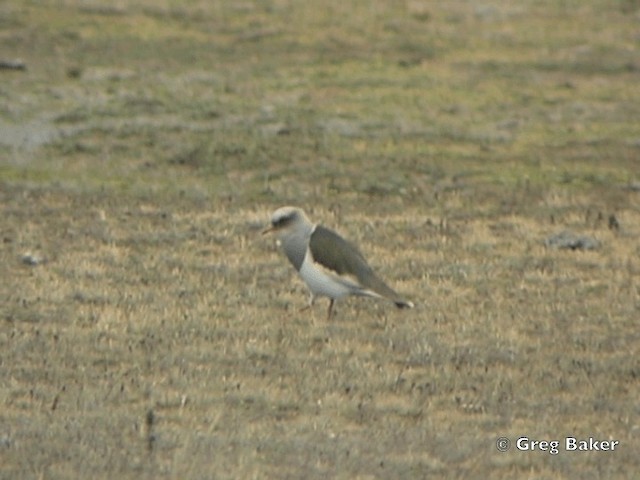 Andean Lapwing - ML201796031