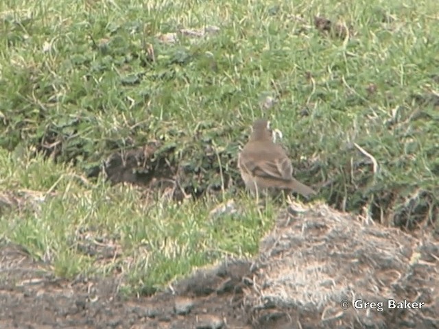 Stout-billed Cinclodes - ML201796041