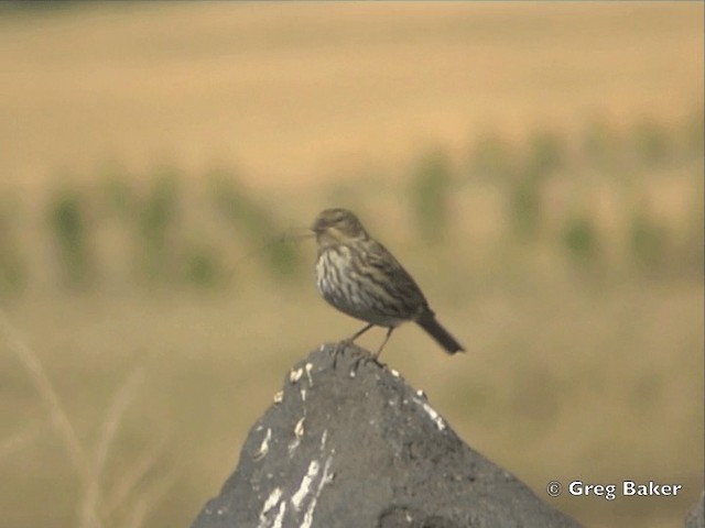 Plumbeous Sierra Finch - ML201796051