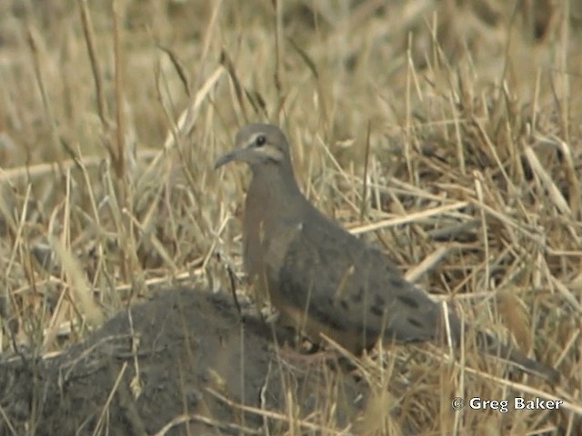 Eared Dove - ML201796071