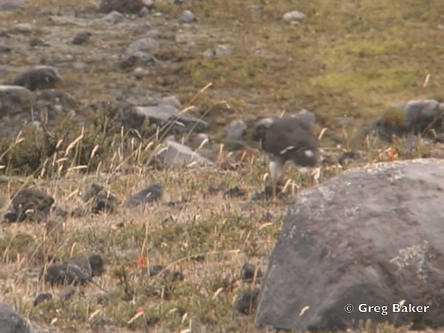 Carunculated Caracara - ML201796081