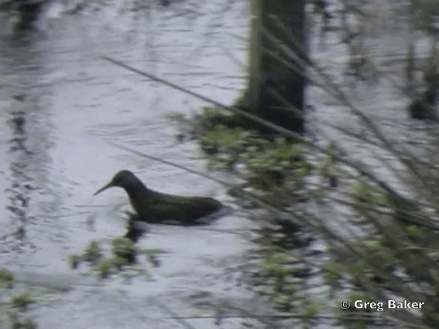 Ecuadorian Rail - ML201796091