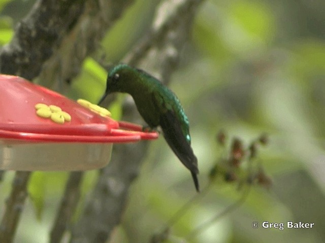 Sapphire-vented Puffleg (Sapphire-vented) - ML201796101