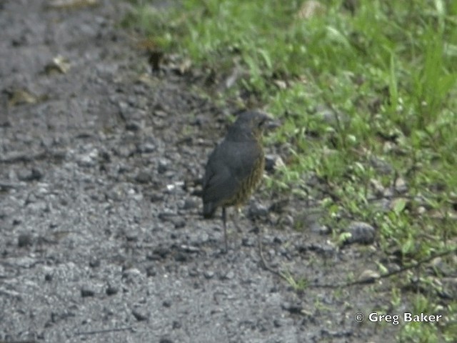 Undulated Antpitta - ML201796201