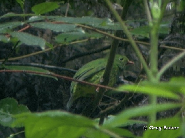 Green-and-black Fruiteater (Green-and-black) - ML201796211