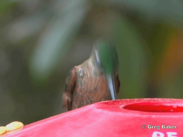 Fawn-breasted Brilliant - ML201796241