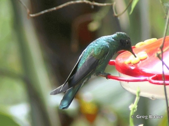 Colibrí Rutilante - ML201796251