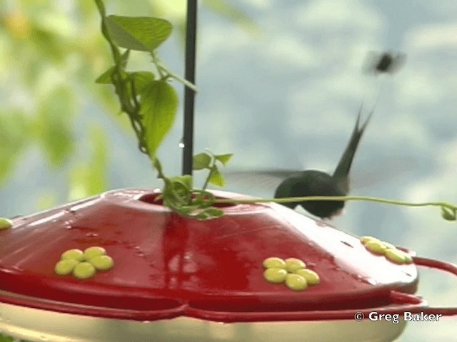 Colibrí de Raquetas Faldiblanco - ML201796261