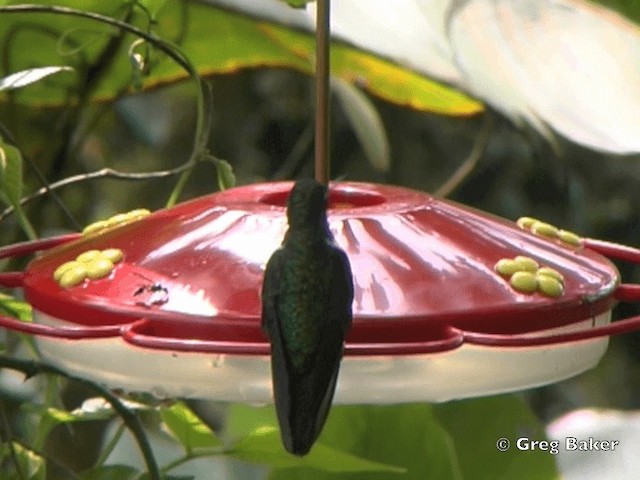 Collared Inca (Collared) - ML201796281