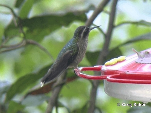 Colibri moucheté (maculata) - ML201796301