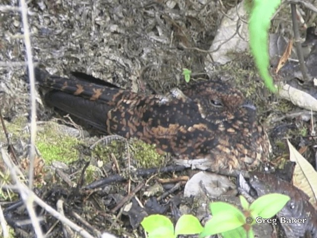 Swallow-tailed Nightjar - ML201796321