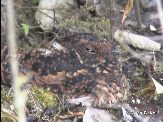 Swallow-tailed Nightjar - ML201796331