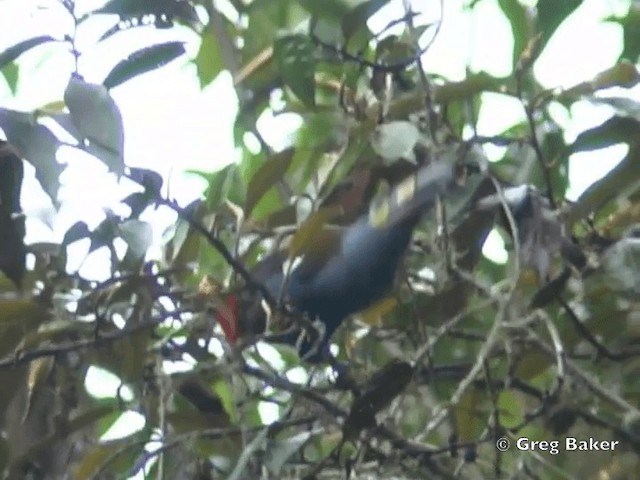 Plate-billed Mountain-Toucan - ML201796351