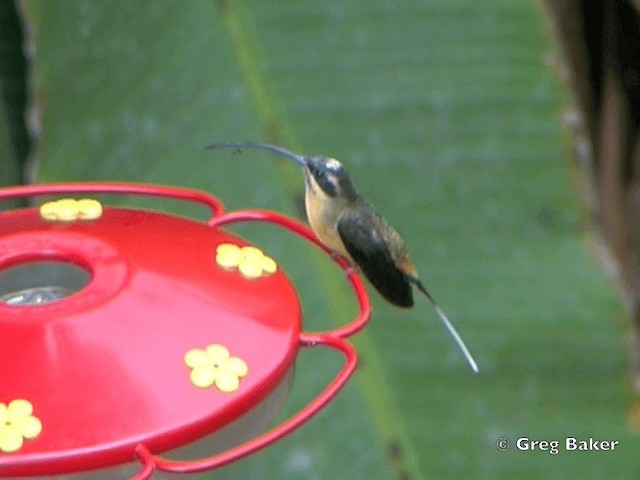 kolibřík dlouhoocasý - ML201796361