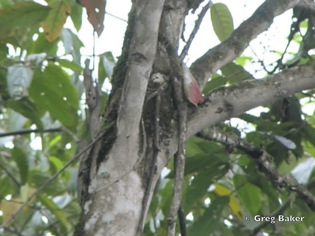 Montane Woodcreeper - ML201796461