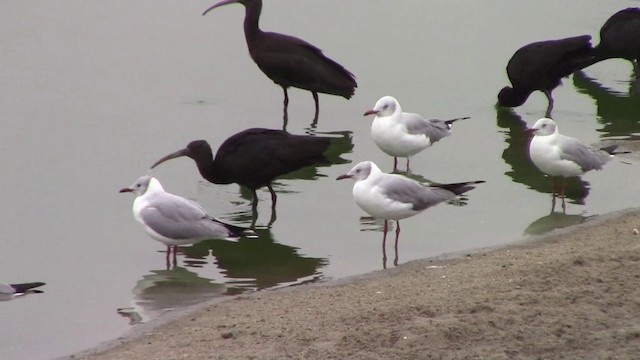 Gray-hooded Gull - ML201796501