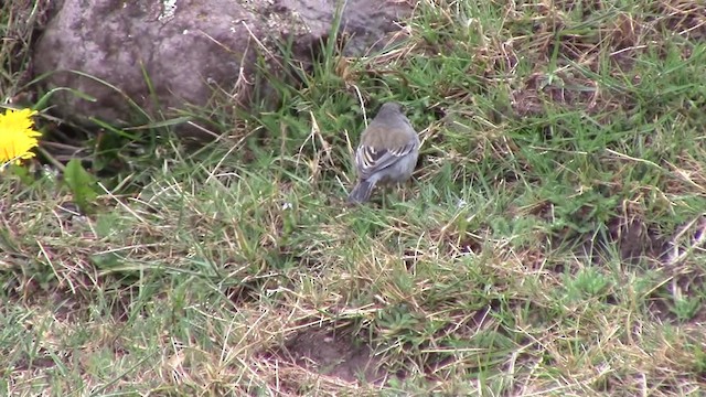 Band-tailed Seedeater - ML201796521