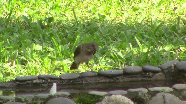 Black-billed Thrush (Amazonian) - ML201796551