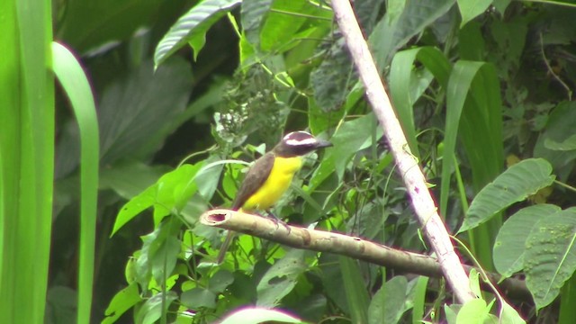 Boat-billed Flycatcher (South American) - ML201796561