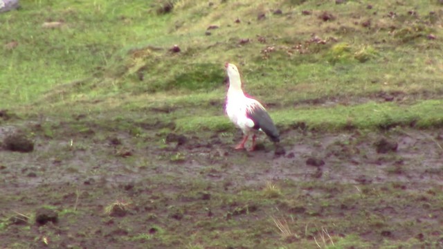 Andean Goose - ML201796581