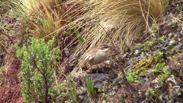 Cream-winged Cinclodes - ML201796611