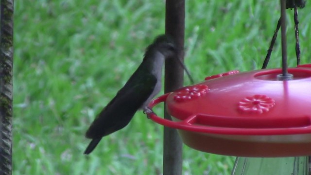 kolibřík šedoprsý - ML201796681