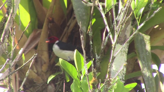 Red-capped Cardinal (Red-capped) - ML201796711