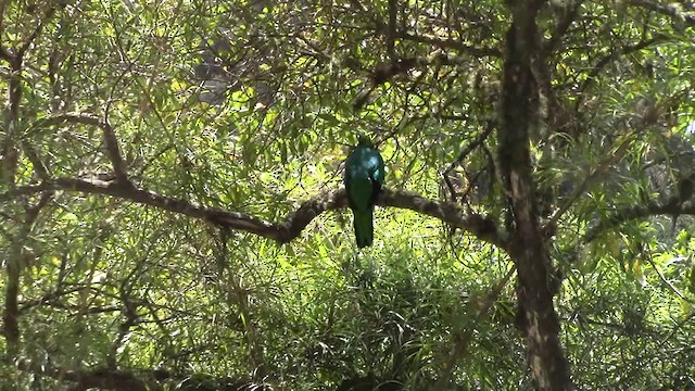 Golden-headed Quetzal - ML201796831