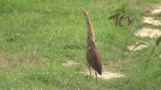 American Bittern - ML201796881