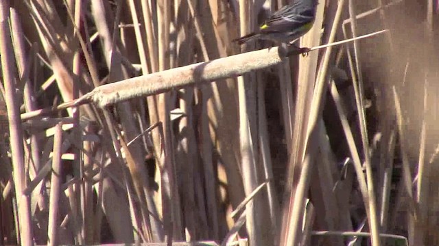 Yellow-rumped Warbler (Myrtle) - ML201796911