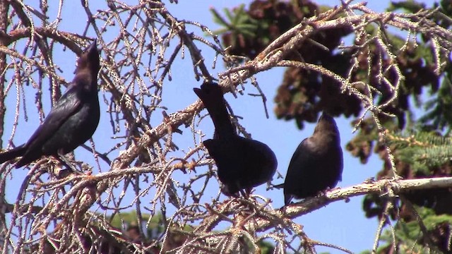 Brown-headed Cowbird - ML201796921