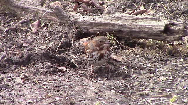 Fox Sparrow (Red) - ML201796931