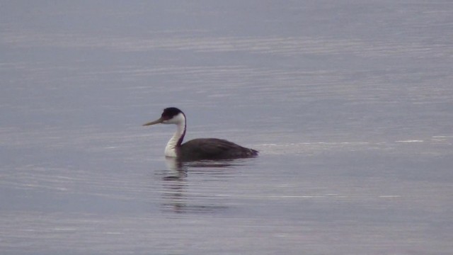 Western Grebe - ML201796951