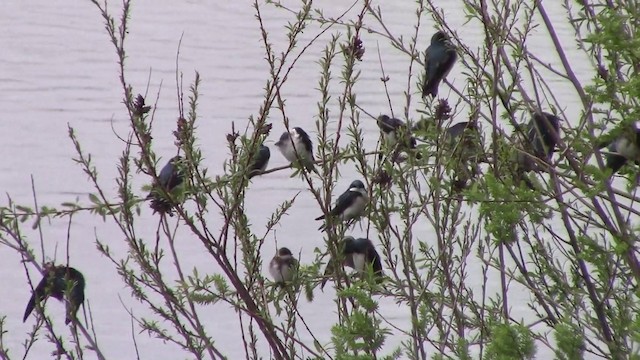 Tree Swallow - ML201796961