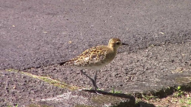 Pacific Golden-Plover - ML201797021