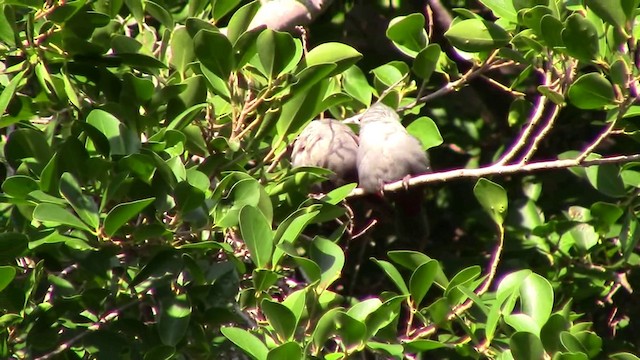 Lavender Waxbill - ML201797061