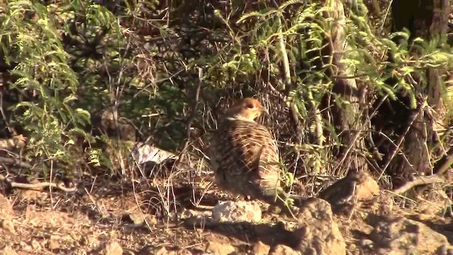 Gray Francolin - ML201797081