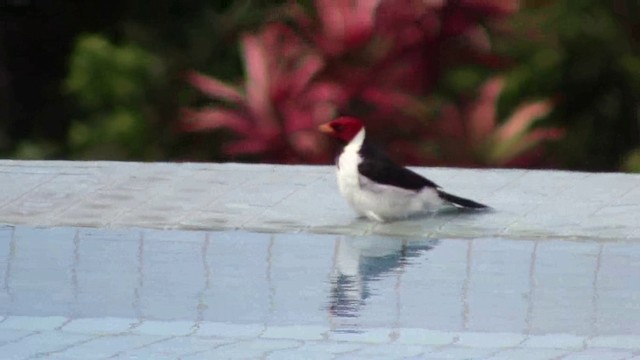 Yellow-billed Cardinal - ML201797091