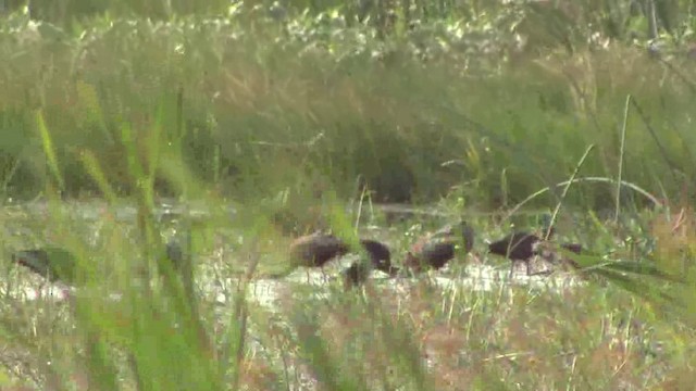 White-faced Ibis - ML201797161