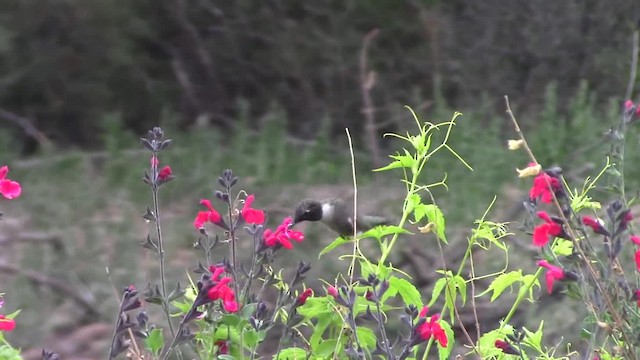 Colibri à gorge noire - ML201797181