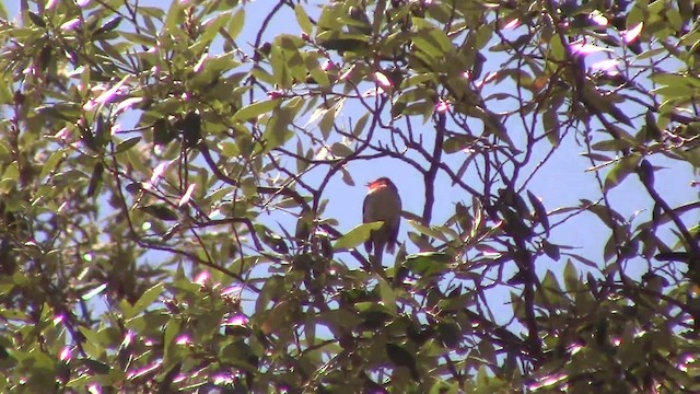 Paruline à face rouge - ML201797211